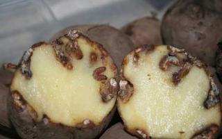 Tratamentul bolilor blaturilor de cartofi Galerie foto: bolile cartofilor în timpul depozitării