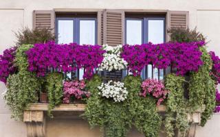 زهور على الشرفة - واحة في قلب مدينة