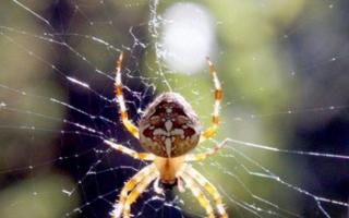 De ce apar păianjeni în casă: semne populare Semnul unui păianjen negru pe perete