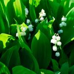 Muguet de mai : composition, propriétés, avantages et inconvénients, utilisation et contre-indications