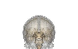 Fonctions de la glande pinéale dans le cerveau : anatomie et effets sur le corps Qui a pu développer la glande pinéale