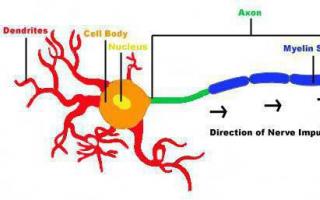 Struktur und Funktionen eines Neurons Ein Neuron ist eine Zelle mit wie vielen Axonen