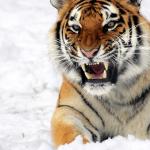 Видеть во сне тигра – хорошо ли это для женщины или мужчины?