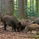 Lebensstil und Lebensraum der Wildschweine