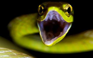 Álomértelmezés egy kígyó üldözéséről.  Álomértelmezés: Kígyó.  Mit jósol a Kígyó álma?