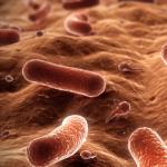 ¿Existe una cura universal para las bacterias, los virus y otras infecciones?