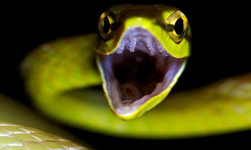 Tumačenje snova o jurnjavi zmije.  Tumačenje snova: zmija.  Šta predviđa san Zmije?