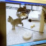 Schwimmende Fische, eine laufende Maus, Vögel und andere Videos für Katzen und Katzen. Eine Fliege läuft über den Bildschirm