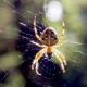 Zašto se pauci pojavljuju u kući: narodni znakovi Znak crnog pauka na zidu