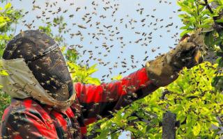 Kako spomladi presaditi čebele v nov dom?