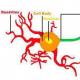 Struktur und Funktionen eines Neurons Ein Neuron ist eine Zelle mit wie vielen Axonen