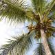 Nutzen und Schaden für die Gesundheit der Kokosnuss mit dem Kokosnussbaum