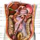 Prelegere pe tema: „topografia peritoneului” plan de curs Cum se numește etajul superior al cavității abdominale