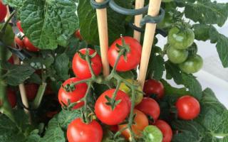 普遍的な治療法 - ホウ酸：庭のトマト、園芸植物、室内の花に使用します。