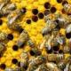 Svajonių aiškinimas bites įgelia.  Kodėl bitės svajoja?  Kas yra 