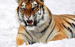 Voir un tigre dans un rêve - est-ce bon pour une femme ou un homme ?