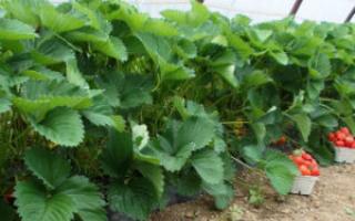 Удобрение для клубники – как повысить урожайность простыми способами?