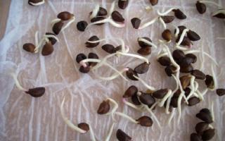 Kalčki fižola - vzklili, opis njihovih koristi in škode s fotografijo Kalčki fižolova semena, kako kuhati