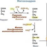 Sinteza glucozei din aminoacizi Gluconeogeneza din acidul glutamic
