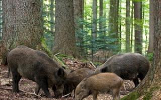 Mode de vie et habitat du sanglier