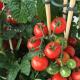 علاج عالمي - حمض البوريك: يستخدم في الحديقة للطماطم ونباتات الحدائق والزهور الداخلية