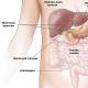 Quelle est l'interprétation des résultats et des indicateurs normaux d'une échographie des organes abdominaux ?