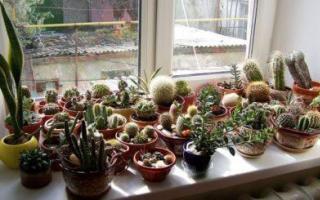 Ako množiť kaktusy z odrezkov