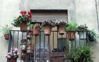 Gėlės balkone: kaip auginti žydintį sodą
