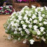 Caractéristiques de la culture du pétunia ampeleux dans des pots de fleurs: sélection des variétés, plantation et entretien