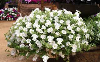 ملامح زراعة البطونية الطموحة في أواني الزهور: اختيار الأصناف والغرس والرعاية