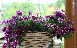 Magnifique pétunia ampeleux dans des pots de fleurs et des pots décoratifs