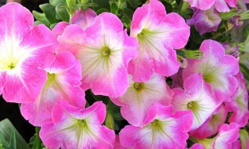 Petunia ampeloasă: câte bucăți și cum să o plantăm corect într-un ghiveci de flori